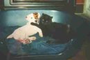 JRT and cat